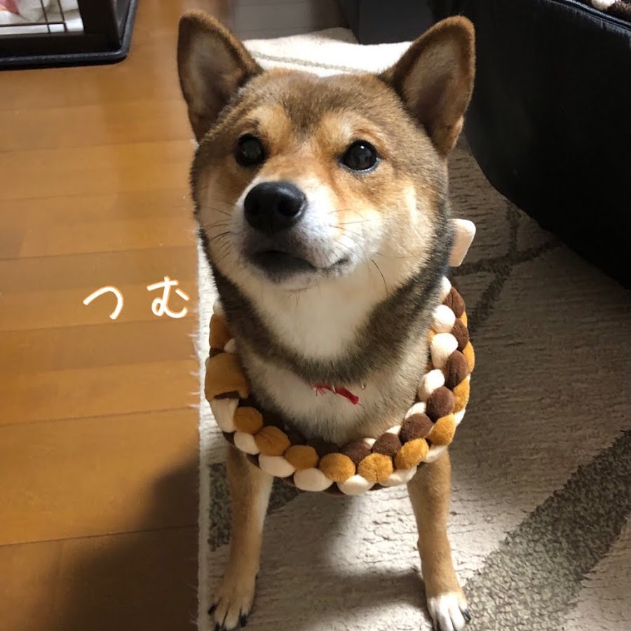 和み柴犬つむ Shibainu Tsumu Youtube