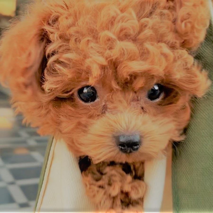 Toy Poodle Colon Youtube