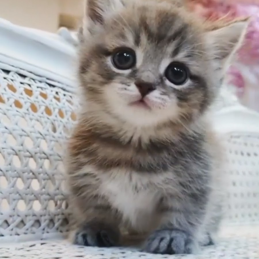 Mini is a Kitten