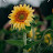 Floral 2 Avatar