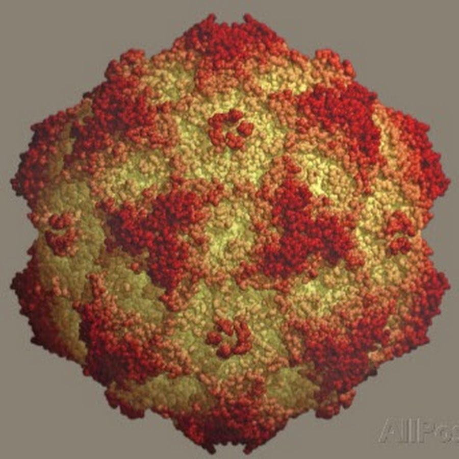 Парвовирус canine Parvovirus ДНК-вирус под микроскопом.