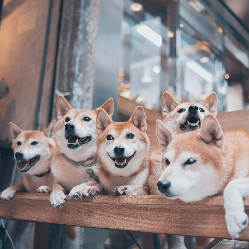 WE5-Shibaland - 網紅的藏寶箱 