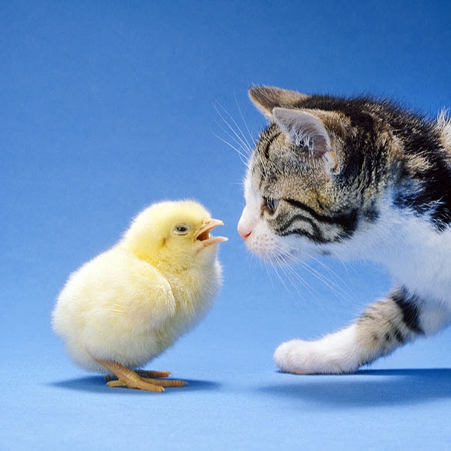 котенок и цыпленок. котик и цыпленок. милые котики и цыплята. милые цыплята и котята. котенок и цыпленок.