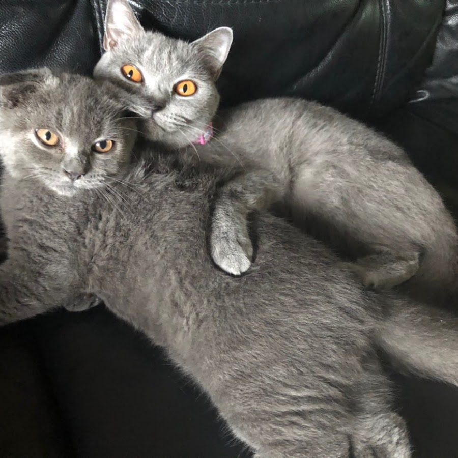 Bsh Scottish Fold Malaysia Stella Scott Youtube