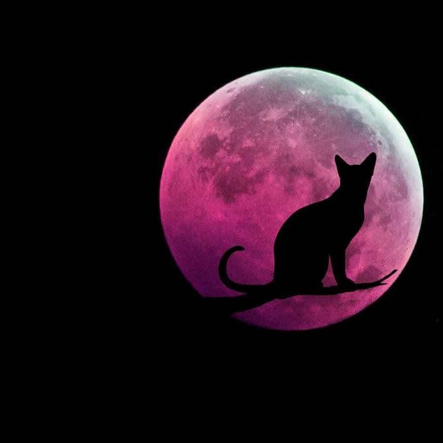 Черный кот луна. Силуэт кошки на фоне луны. Черный кот луна. Кошка ночью. Кот на фоне луны.