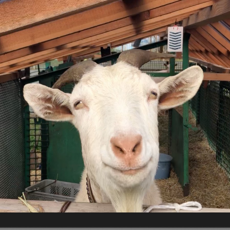 Tanei Ya Channel Youtube