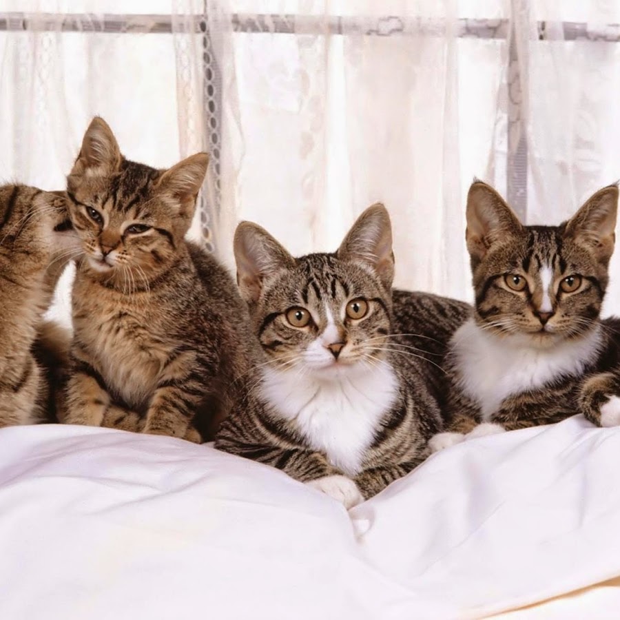 К чему снятся много котят разных. Много кошек. разные котята. много красивых кошек. красивые кошки.