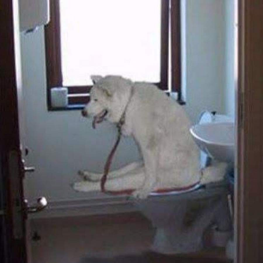 Щенки туалет терпеть. Собака на унитазе. Сортир для собак. Пес в туалете. Туалет для собак.