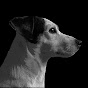 Little Dog Live YouTube Profile Photo