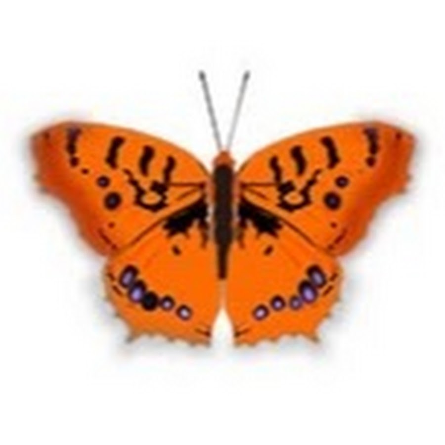 Оранжевая бабочка на прозрачном фоне