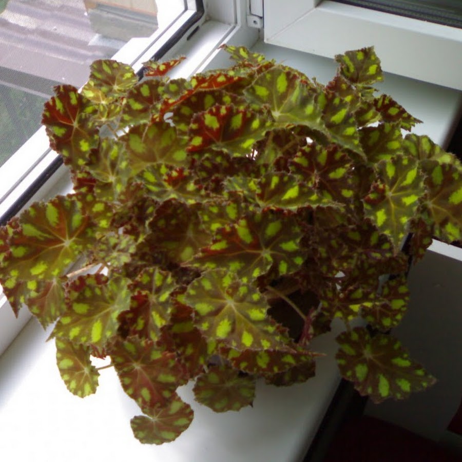 Бегония Бауэра тигровая. Бегония декоративнолиственная тигровая. Бегония Королевская Бауэра. Бегония тигровая (бегония Бауэра)