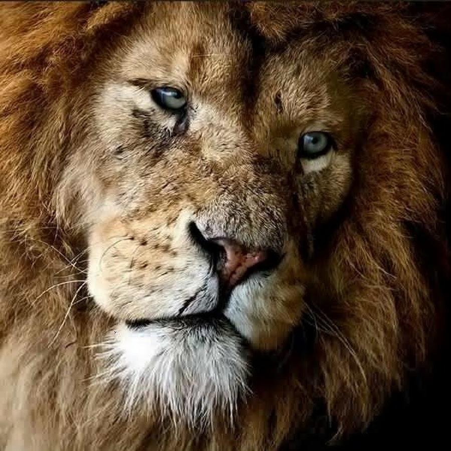 Тенка лев. Здесь был лев. Че за лев этот тигр. Лев алекс ты. Я здесь лев.