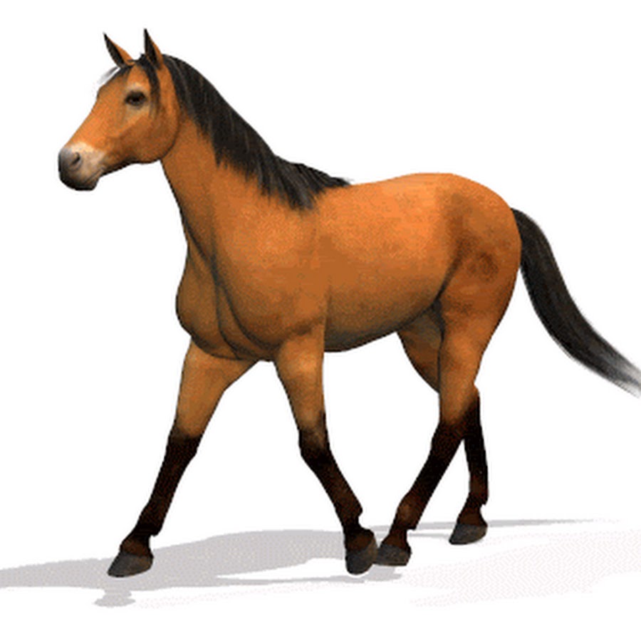 Анимированные картинки лошади