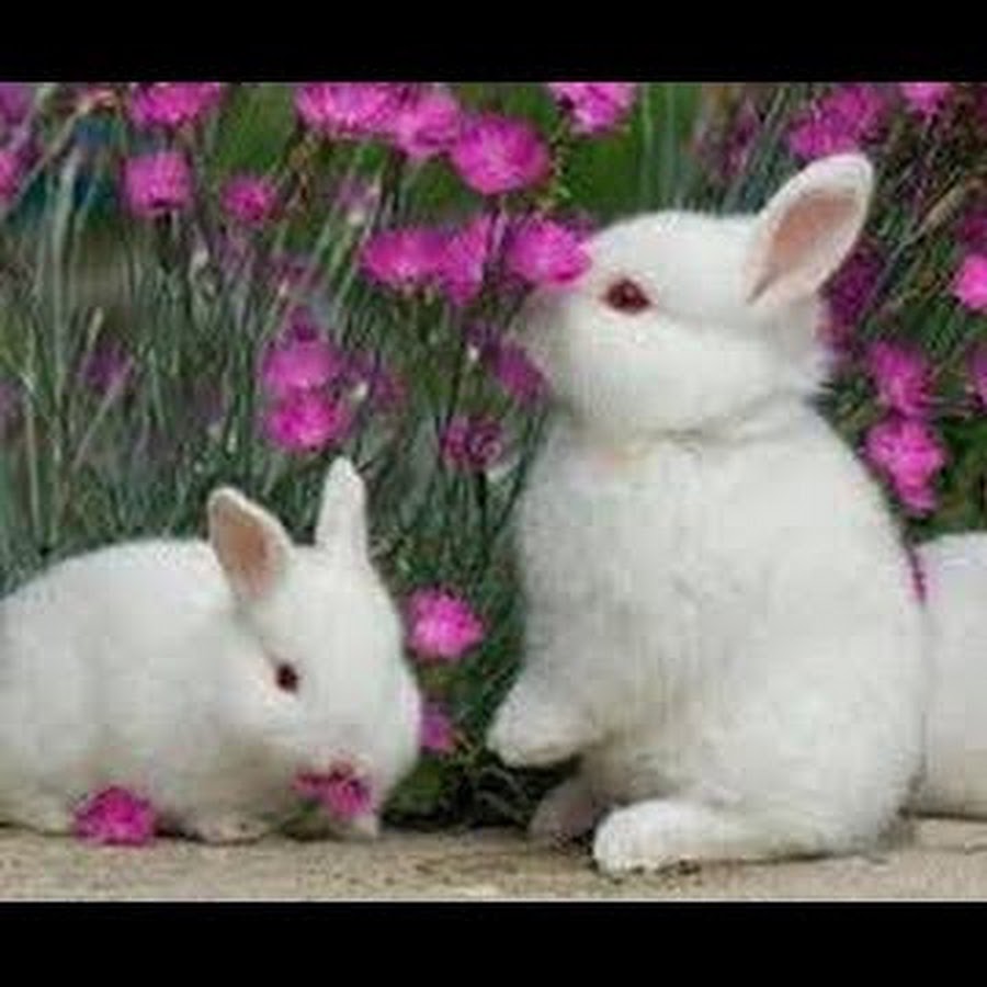 Пушистый зайчик. Белые пушистые зайчики. Красивый зайка. Милые зайчики. Банни рэббит.