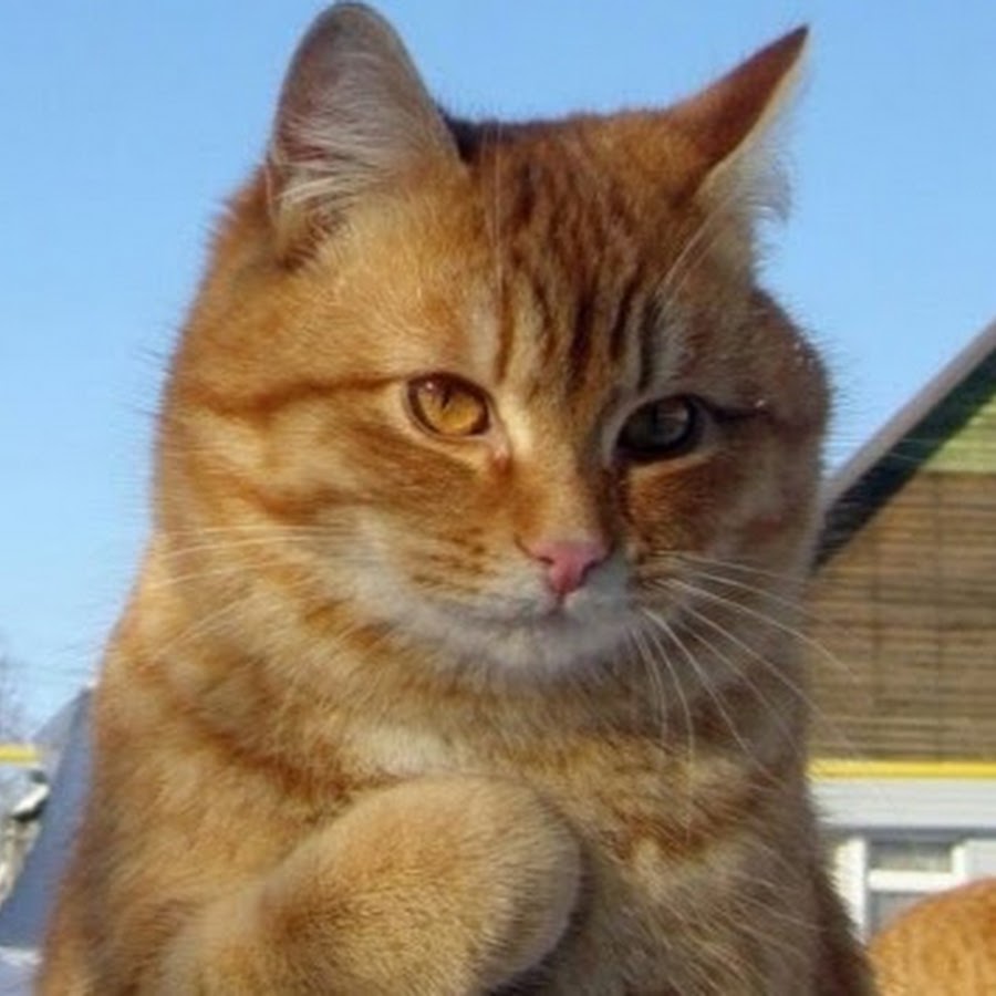 Кот туть оригинал. Котик где он. Где котики. Где туть. Котик где он.