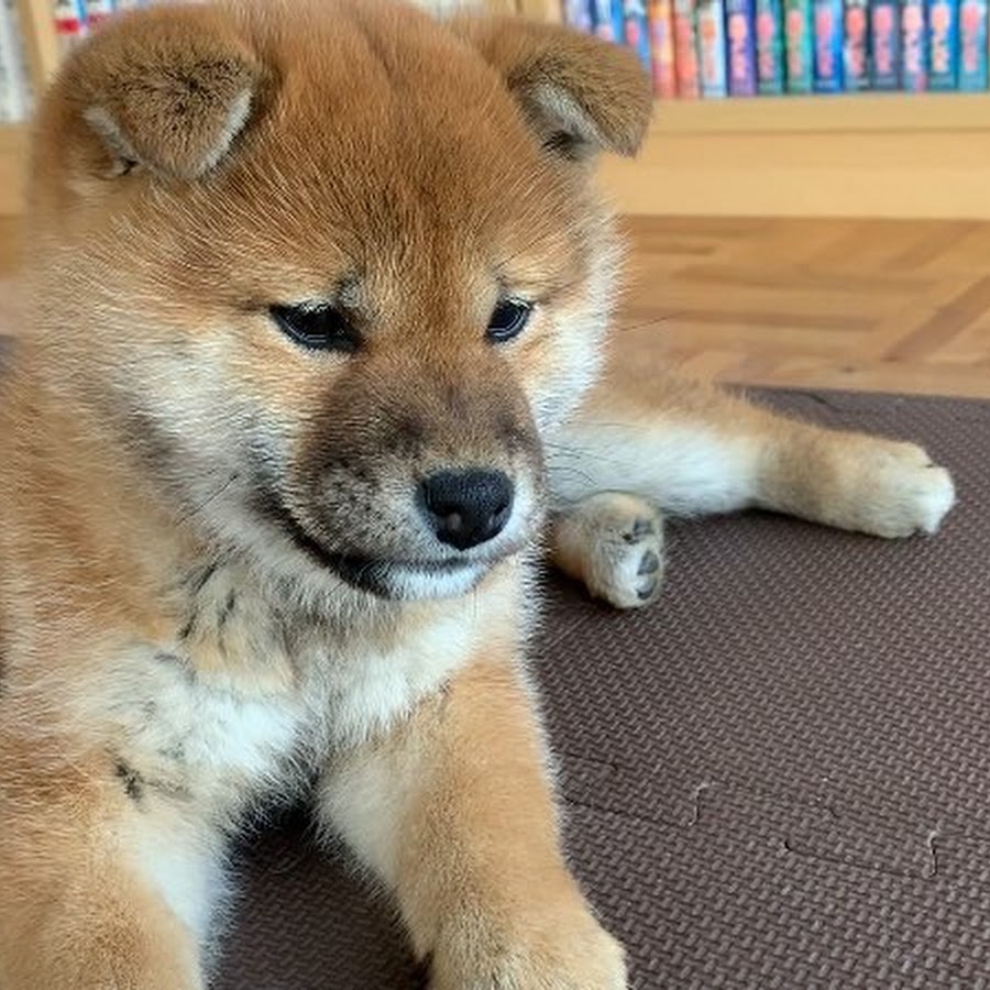 もちちゃんねる Youtube