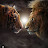 Lion심바