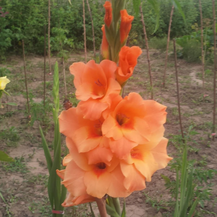 Качели времени. Красивые качели. Качели времени. Качели в америке. Качели времени.