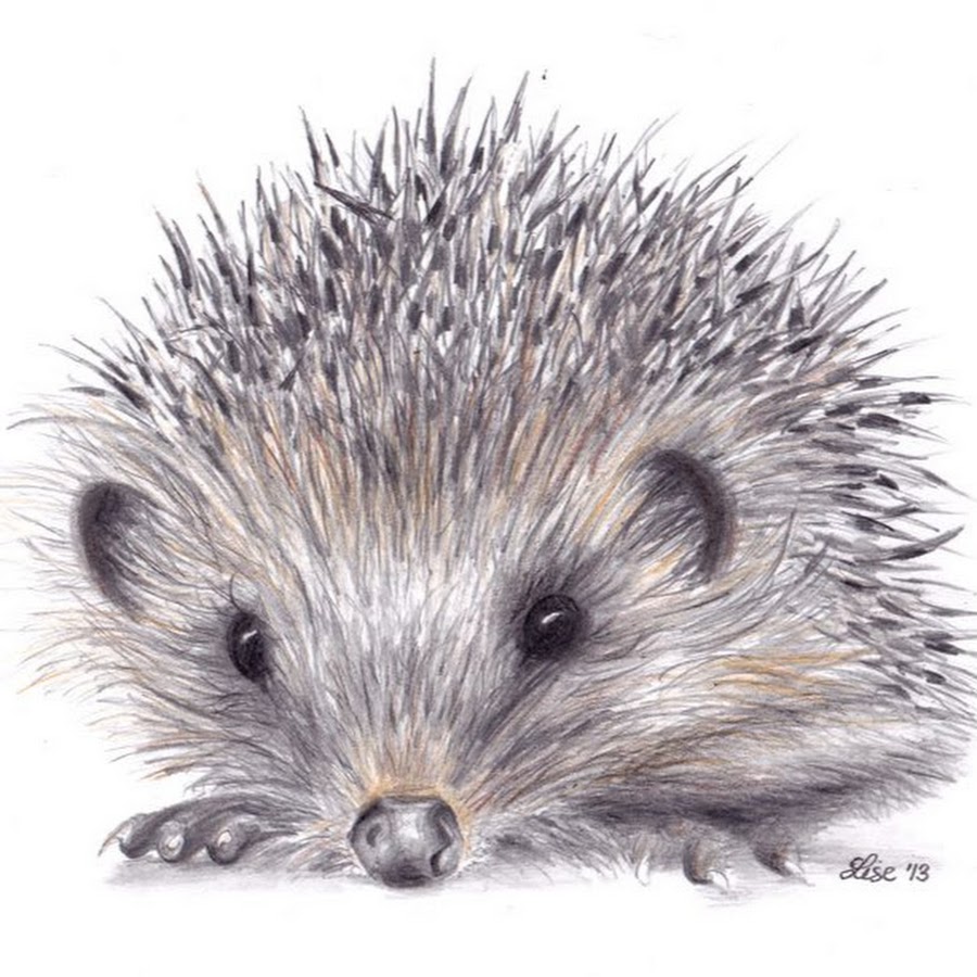 Ежи картинки рисунки