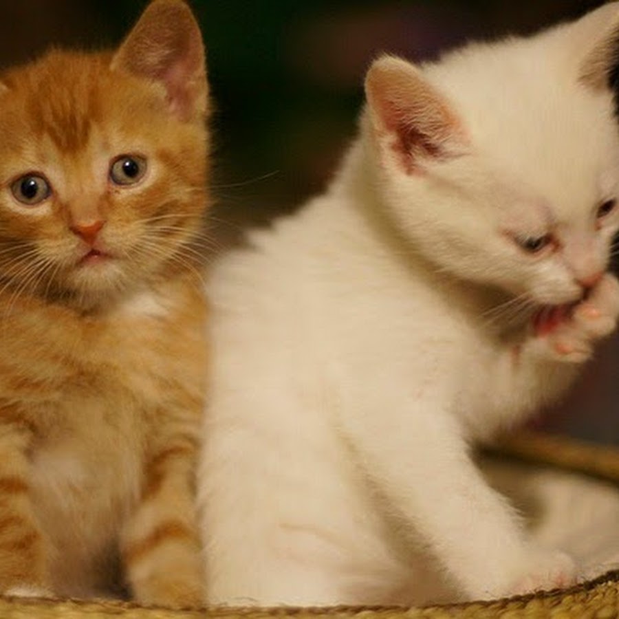 котенок. милый котенок плачет. котенок с грустными глазами. котята милашки. красивые пушистые котята.