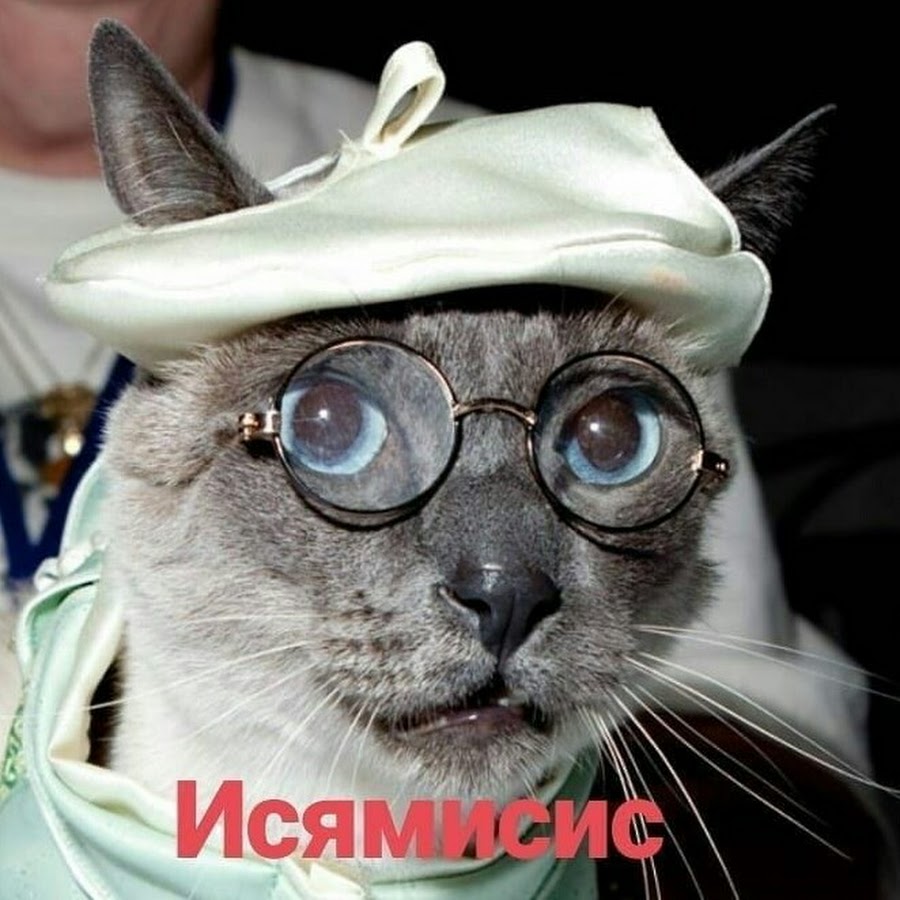 Смешные кошки в очках