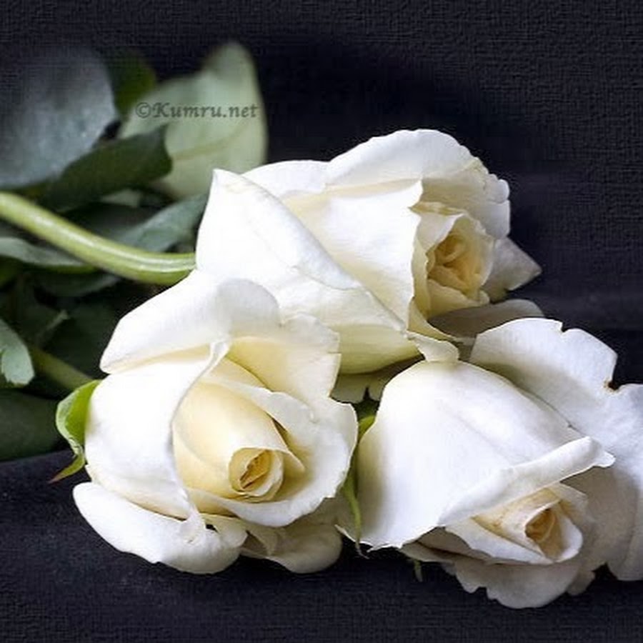 Белые розы на черном стекле