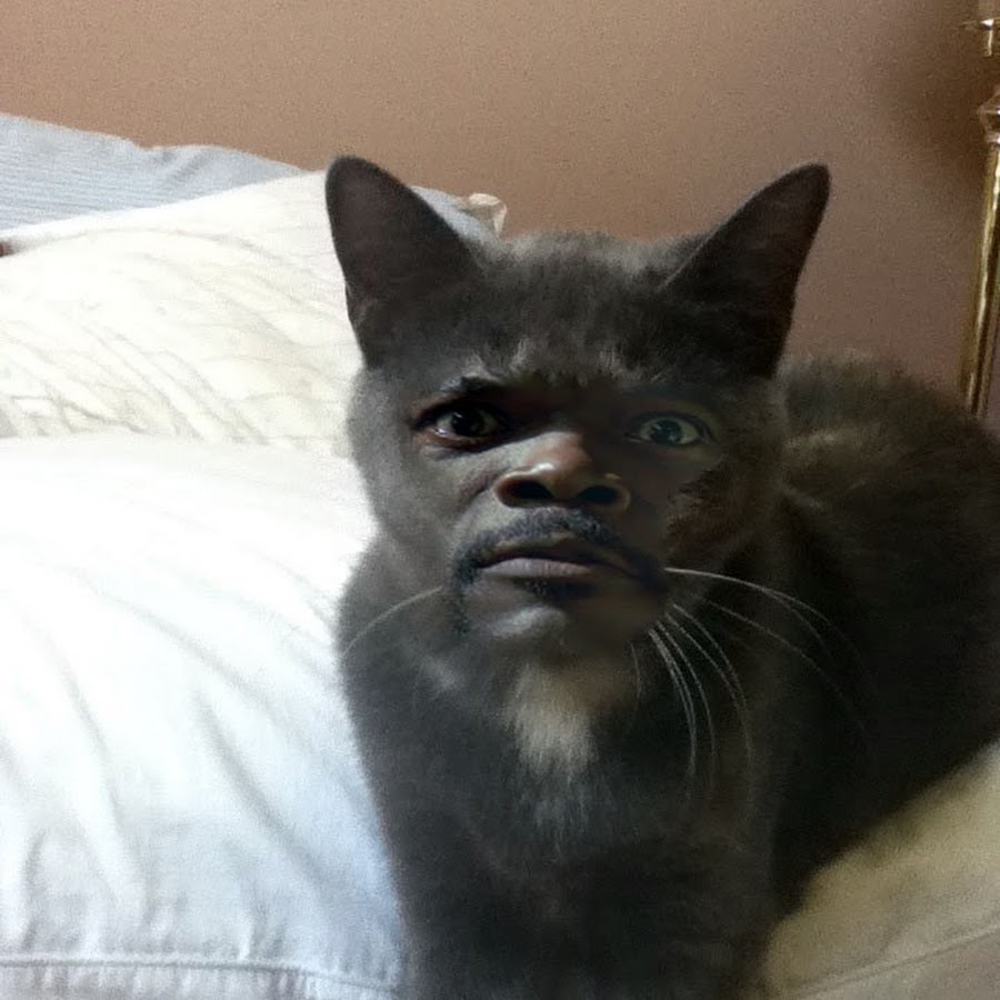 Мем про черного кота