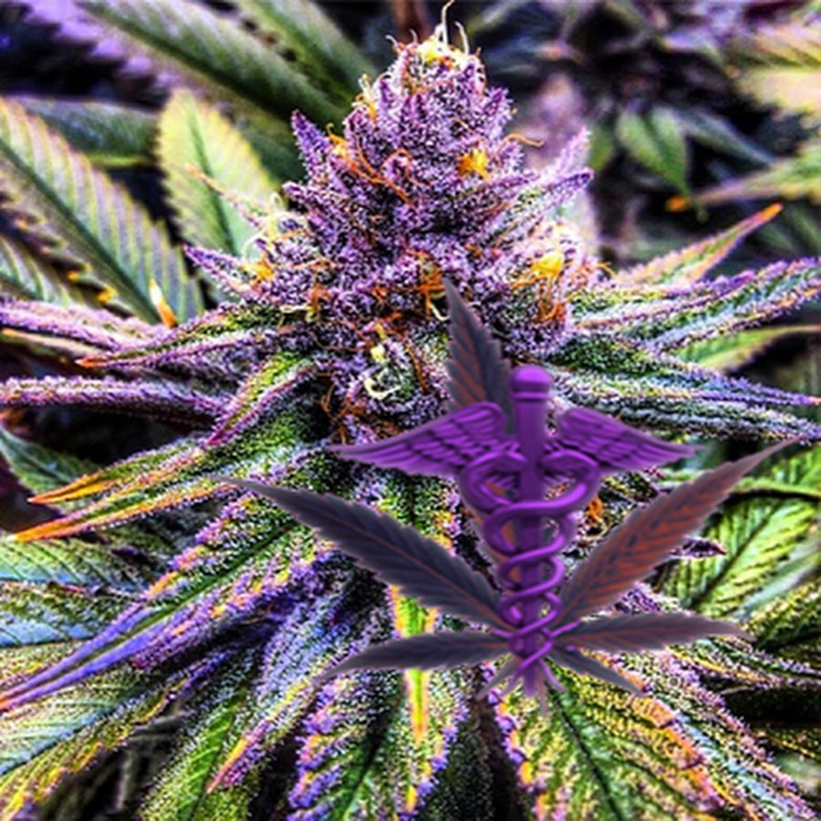 marijuana purple how to grow make seeds.