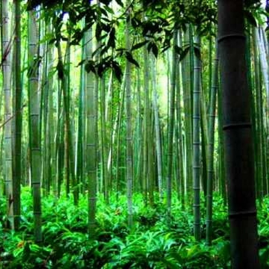 Бамбук в субтропиках