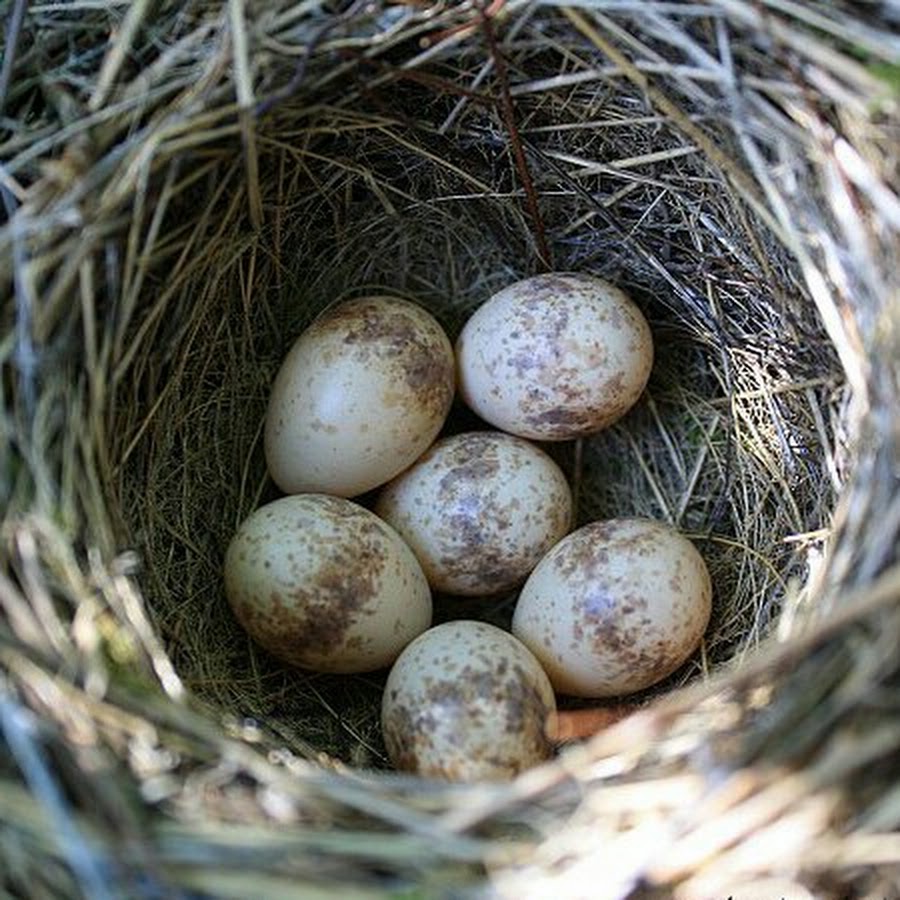 British Bird Nests And Eggs Youtube