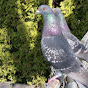 Pigeon Army YouTube Profile Photo