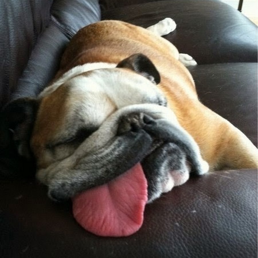Фото спящей собаки с высунутым языком