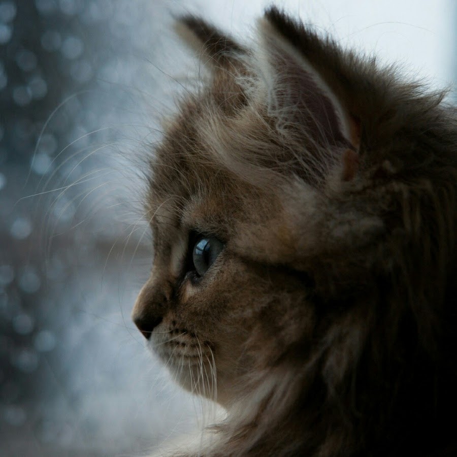 Котенок грустит