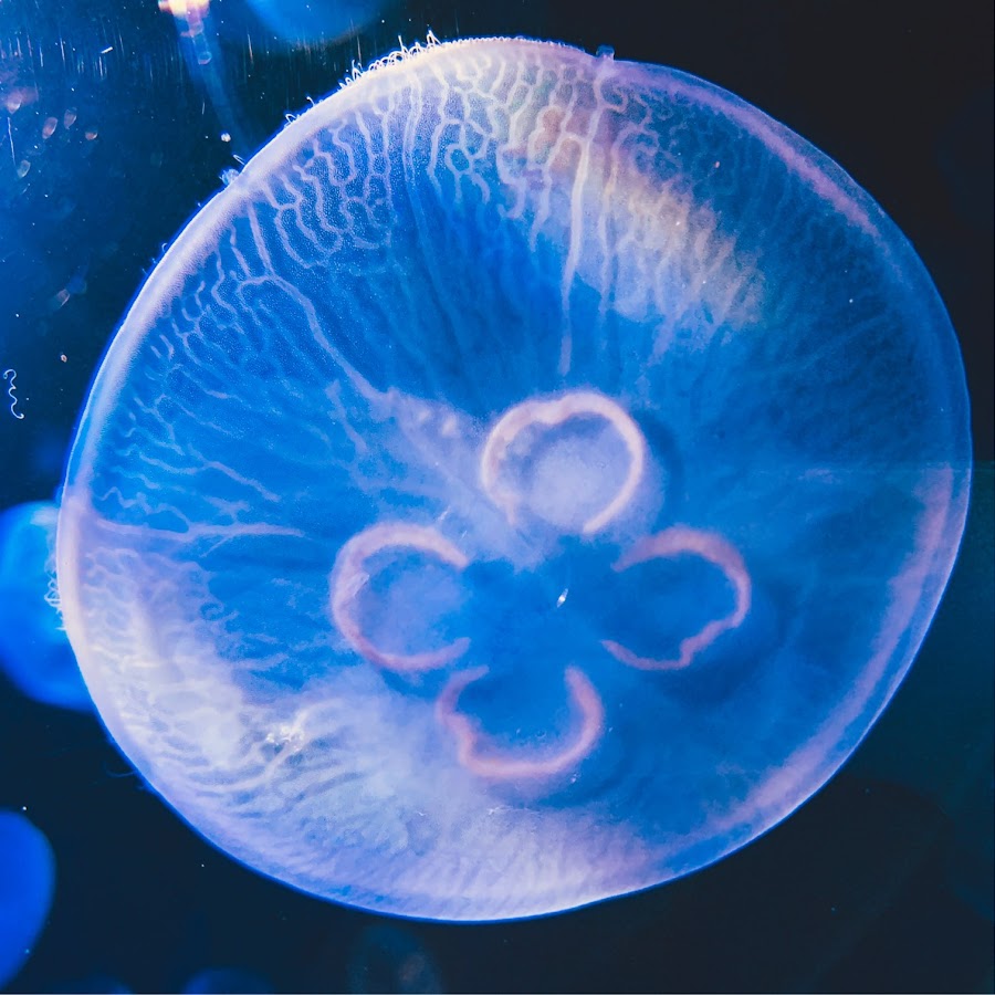 星見純那 Youtube