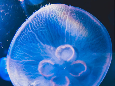 √99以上 星見純那 164322