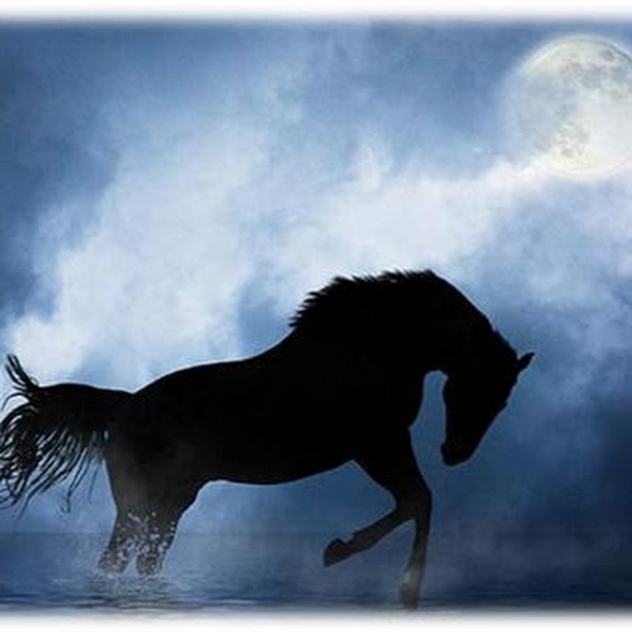 Белая лошадь ночью. Лошадь ночью. Лошадь черный. Ночка лошадь