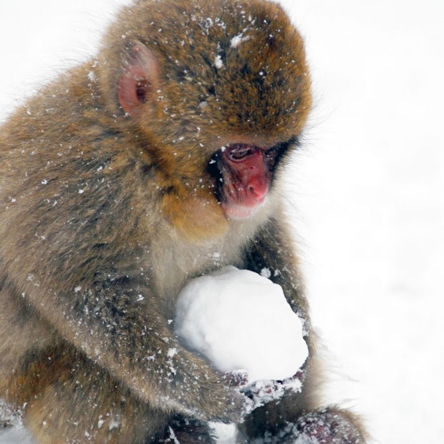 猿の部屋 Youtube