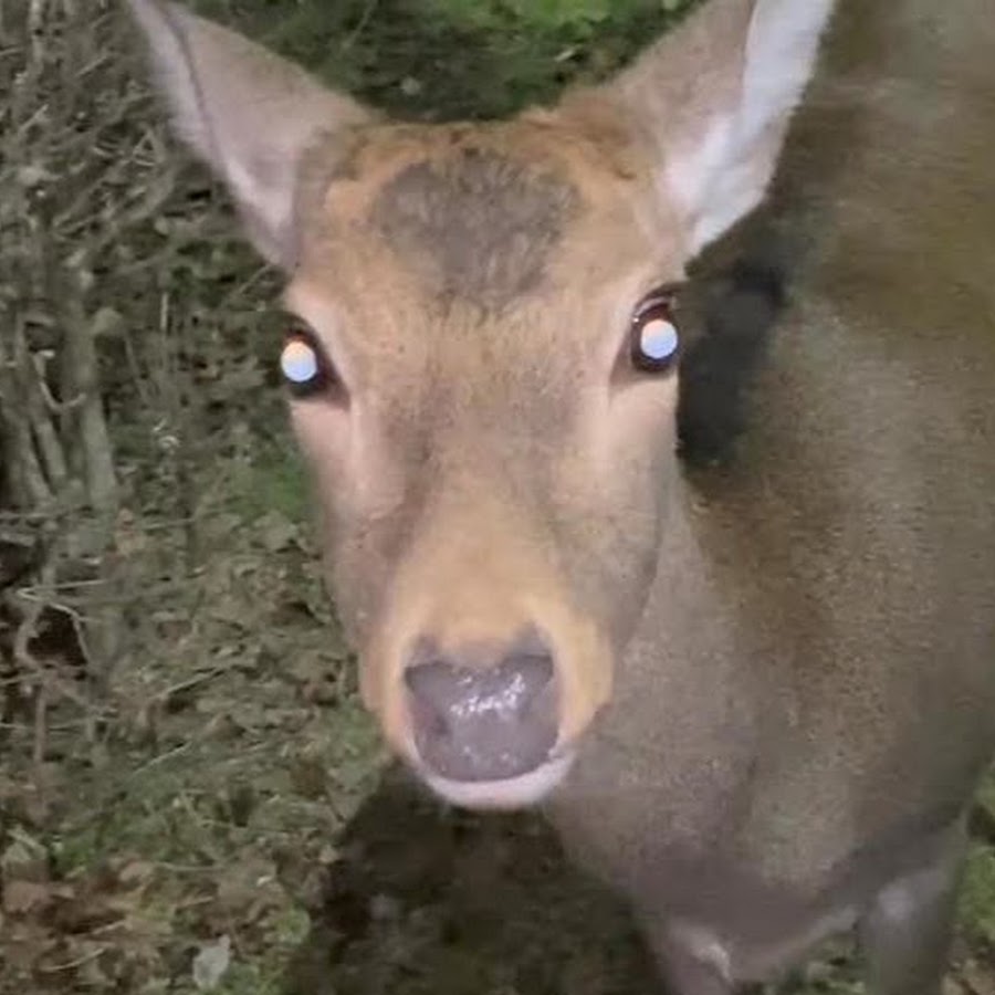 やっぱり鹿が好き 鹿活チャンネル Youtube