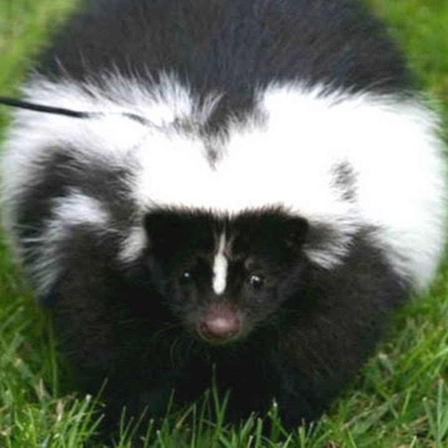 Индийский носорог. Животное похожее на муравьеда и бегемота. Носорог в профиль. Нильский бегемот. Карликовый бегемот домашний.