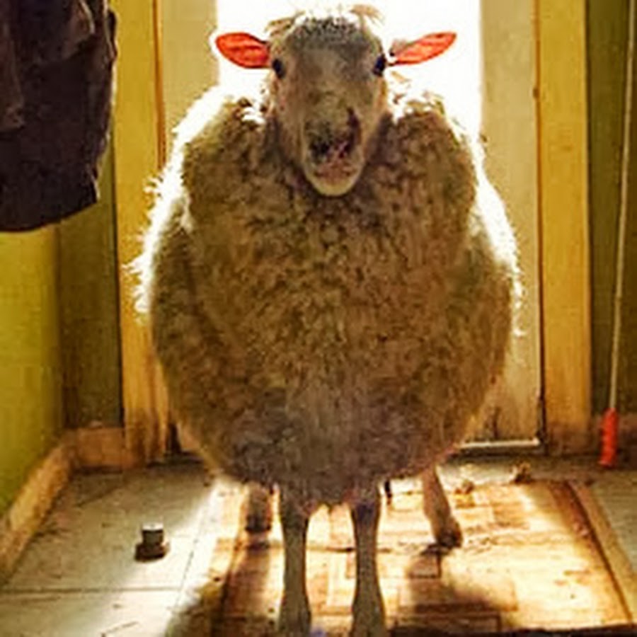 Паршивый это. Паршивый это. Баран. Злой баран. Паршивая овца оборотень.