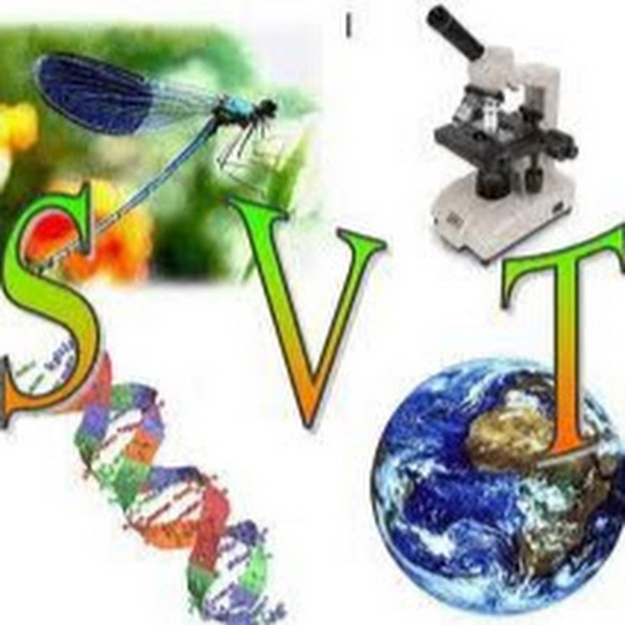 ام تسنيم Svt Youtube