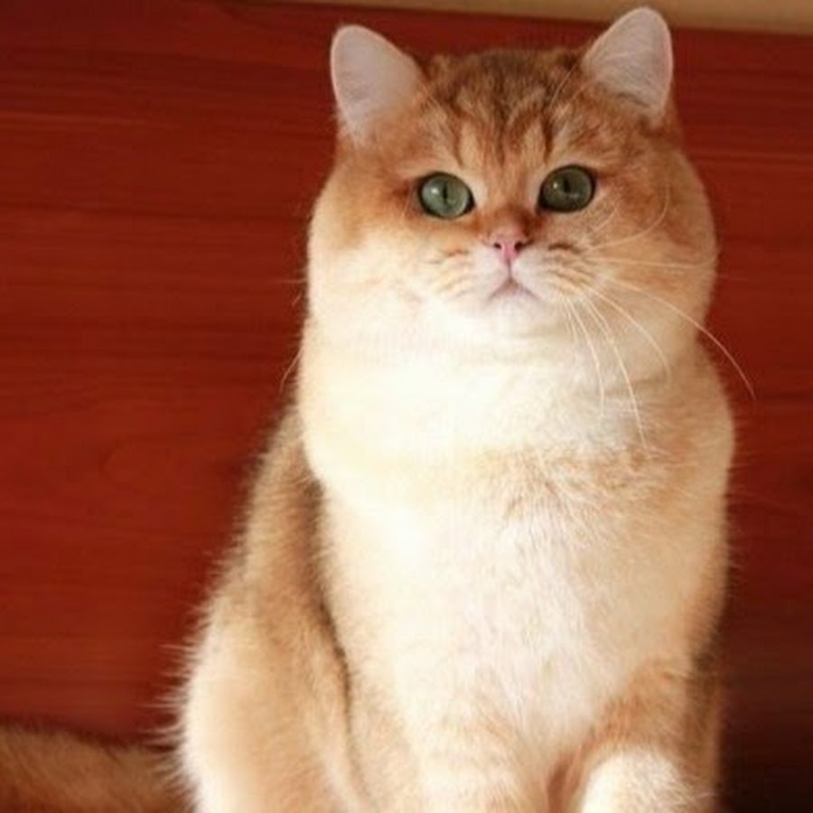 томат венета. пухляш f1. пухляш домео. котик пухляш магнит. игрушка пухляш мягкая.