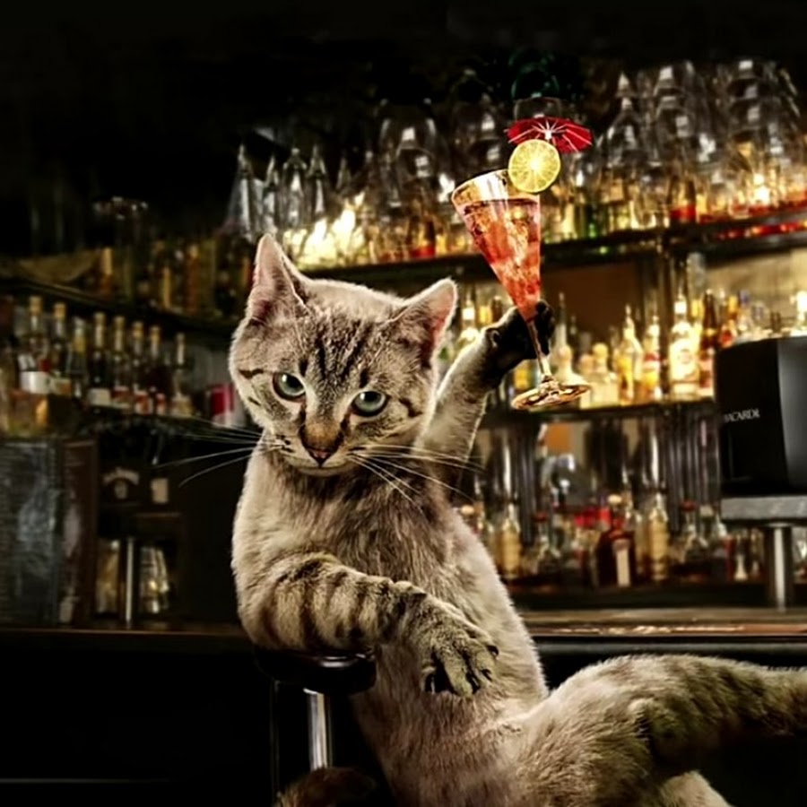 Коты в баре