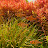 Hung Nick Avatar