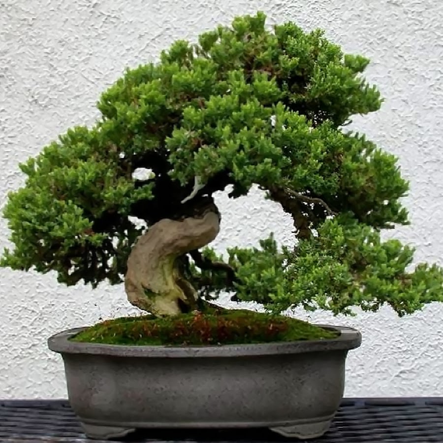 Японский кедр бонсай. Для выращивания деревьев бонсаи японка купила 30. Сосна негиши бонсай. Для выращивания деревьев бонсаи японка купила 30. Японское дерево бонсай.