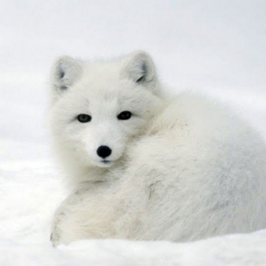 Песец полярная лиса. Медновский голубой песец. Белая лиса на елагином острове. Медновский голубой песец. Полярная лиса.