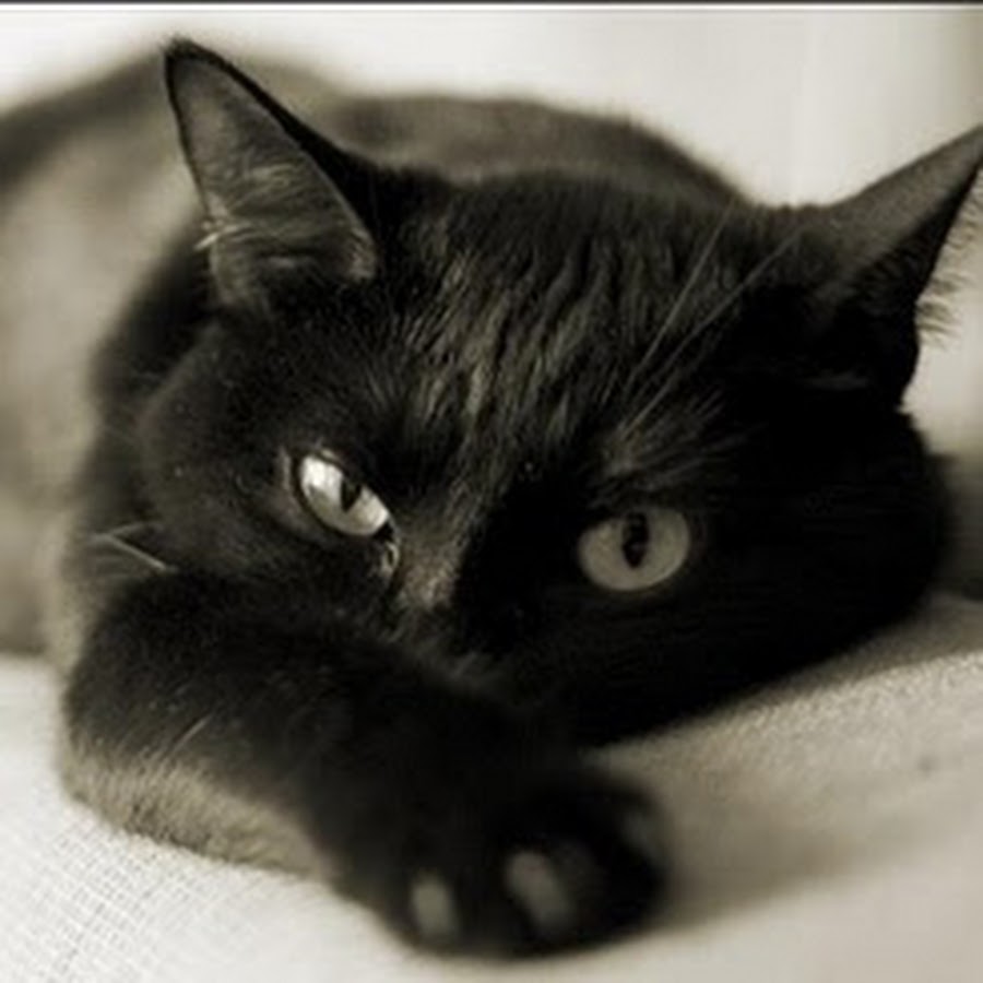 черная кошка суеверие. черный кот 2022. черный кот примета. черная кошка примета. черная кошка примета.