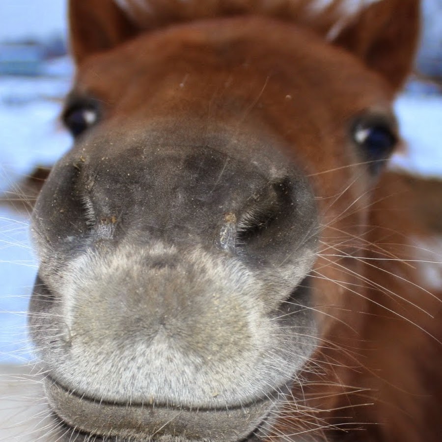 Horse 21. Морда лошади. Довольная лошадь. Конь улыбается. Смешные лошади.