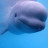 Baby Beluga