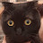 CATS TWO